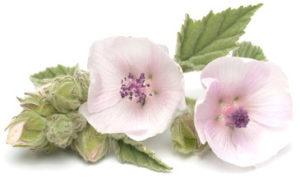 MaterNatura